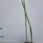  Japonský prasličkovec (Equisetum japonicum) - výška 50-60 cm, kont. P9